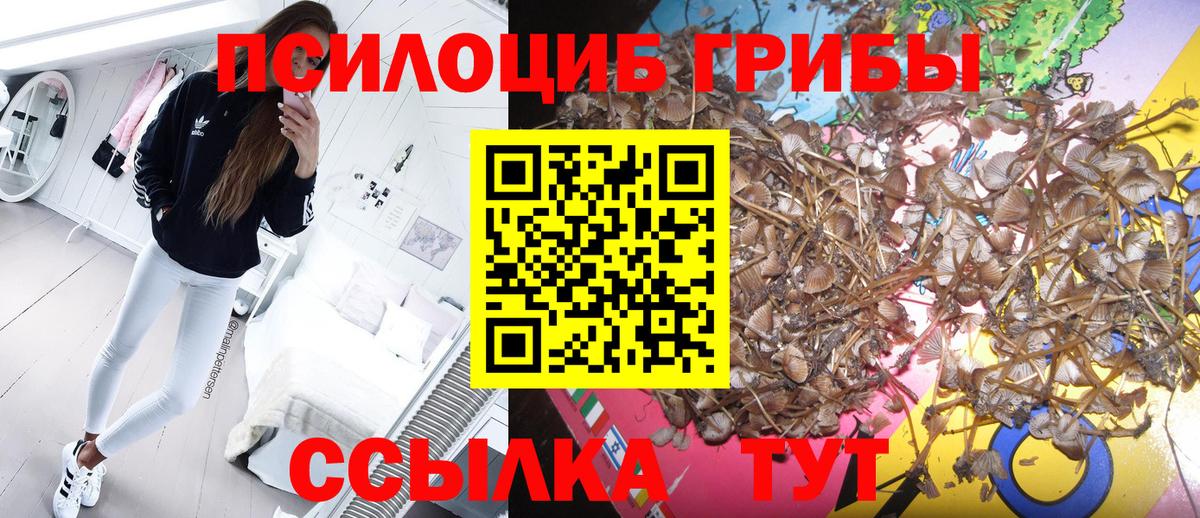 Псилоцибиновые грибы Psilocybine cubensis Отрадный